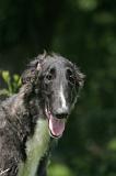 BARZOI 185